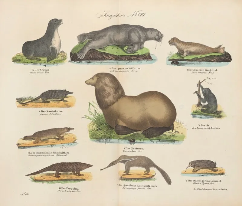 Atlas Zoologiczny W 45 Tablicach Pl 08 Wall Art by D. E. Friedlein - High-Resolution Digital Print