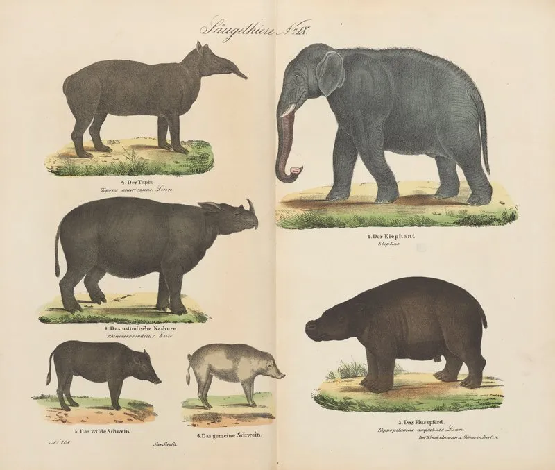 Atlas Zoologiczny W 45 Tablicach Pl 09 Wall Art by D. E. Friedlein - High-Resolution Digital Print