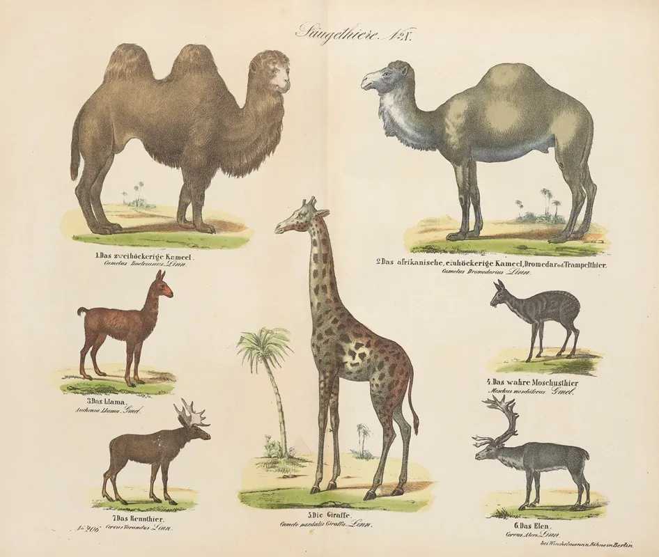 Atlas Zoologiczny W 45 Tablicach Pl 10 Wall Art by D. E. Friedlein - High-Resolution Digital Print