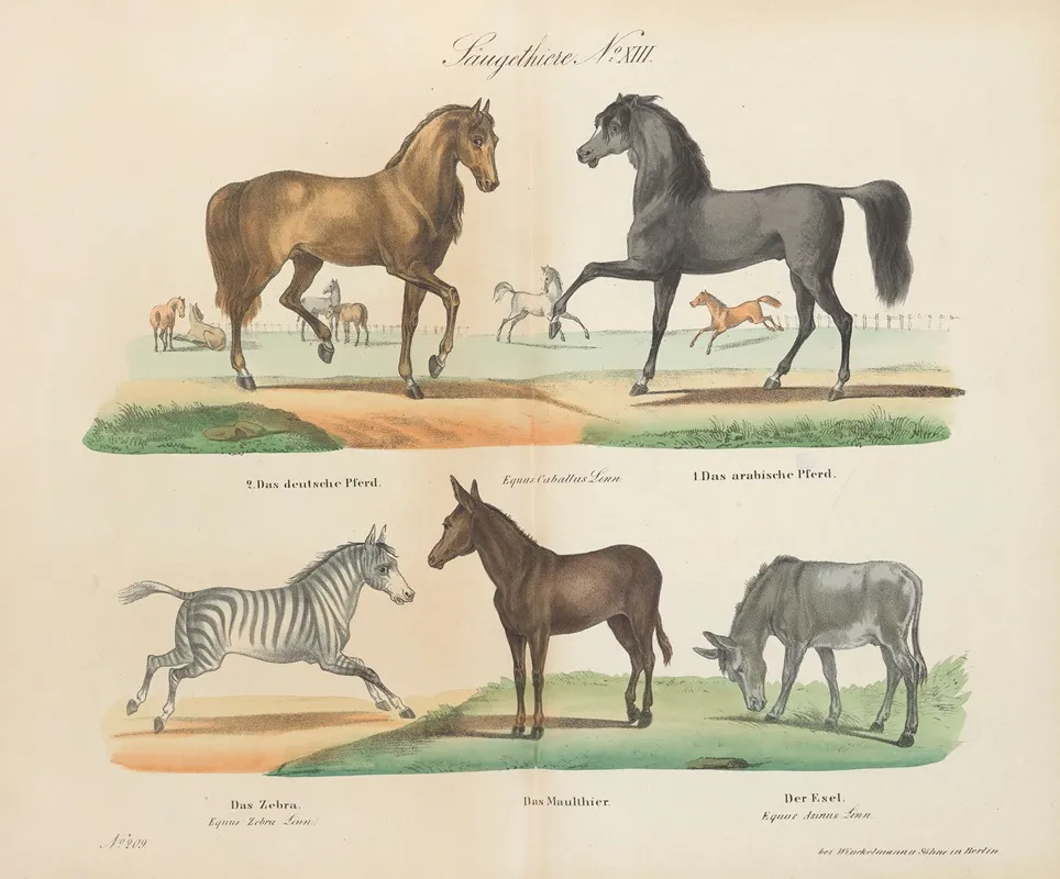 Atlas Zoologiczny W 45 Tablicach Pl 13 Wall Art by D. E. Friedlein - High-Resolution Digital Print