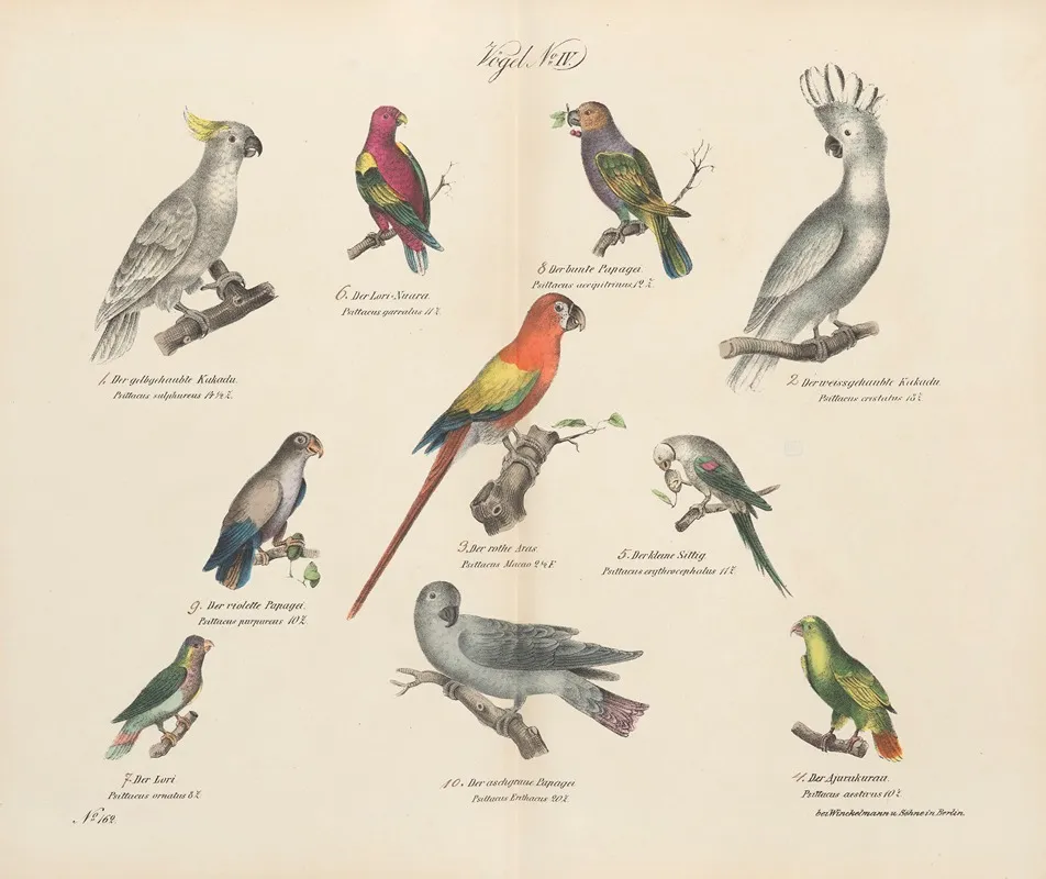 Atlas Zoologiczny W 45 Tablicach Pl 18 Wall Art by D. E. Friedlein - High-Resolution Digital Print