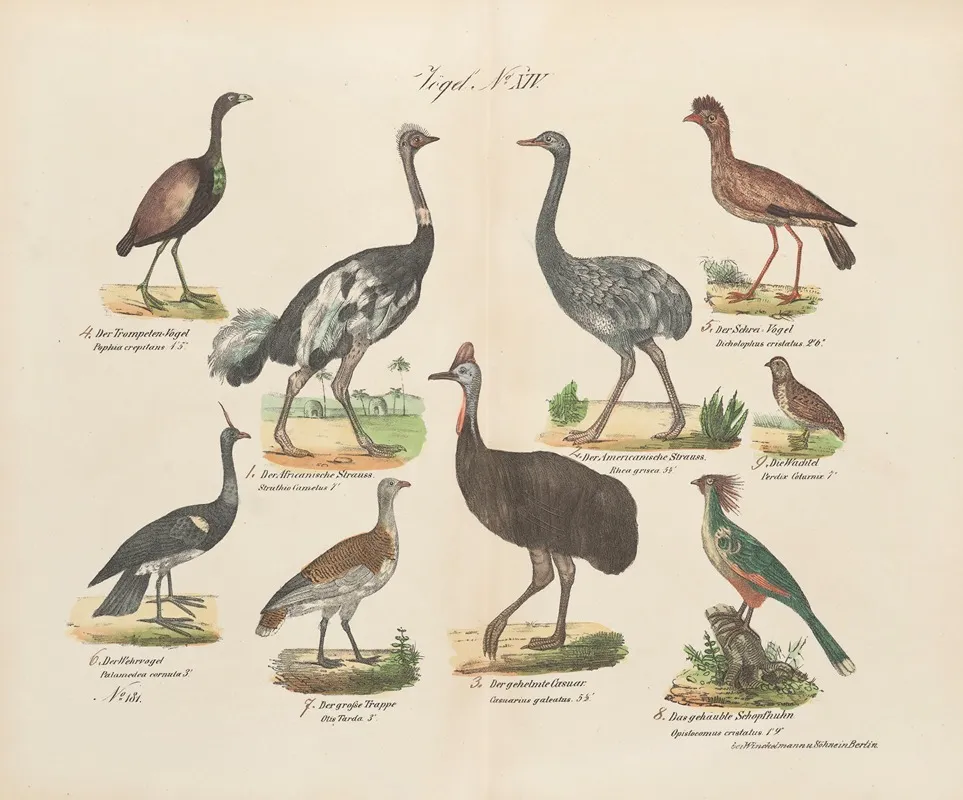 Atlas Zoologiczny W 45 Tablicach Pl 28 Wall Art by D. E. Friedlein - High-Resolution Digital Print