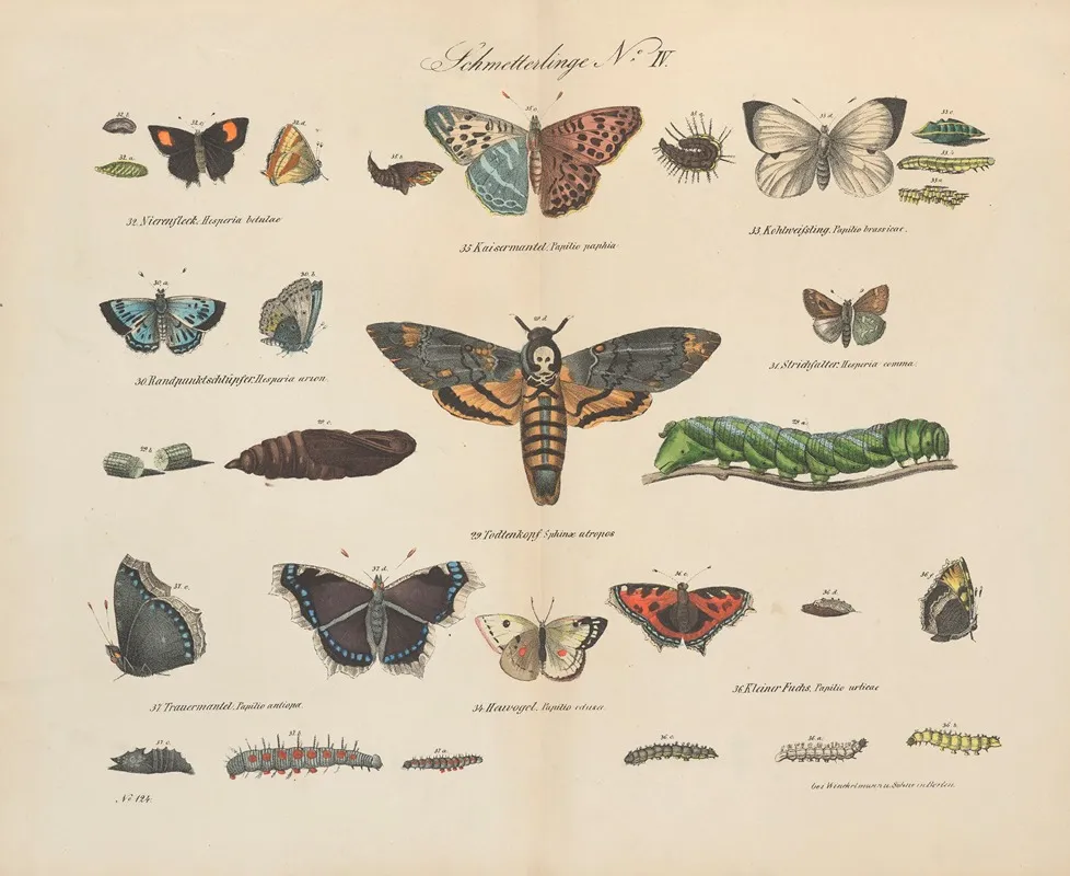 Atlas Zoologiczny W 45 Tablicach Pl 44 Wall Art by D. E. Friedlein - High-Resolution Digital Print