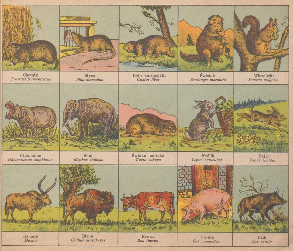 Atlasik Zoologiczny Z Tekstem Polsko Lacinskim Do Uzytku Szkolnego Pl 03 Wall Art by Henryk Franck & Sons - High-Resolution Digital Print