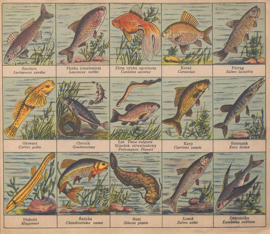 Atlasik Zoologiczny Z Tekstem Polsko Lacinskim Do Uzytku Szkolnego Pl 11 Wall Art by Henryk Franck &amp; Sons - High-Resolution Digital Print