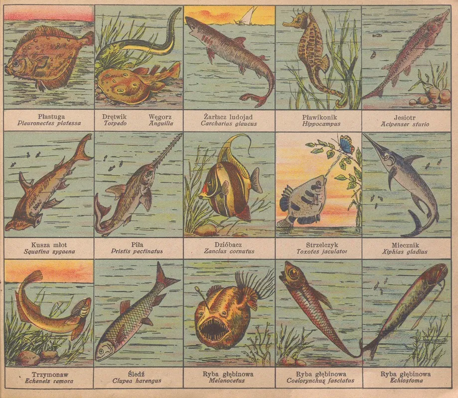 Atlasik Zoologiczny Z Tekstem Polsko Lacinskim Do Uzytku Szkolnego Pl 12 Wall Art by Henryk Franck &amp; Sons - High-Resolution Digital Print