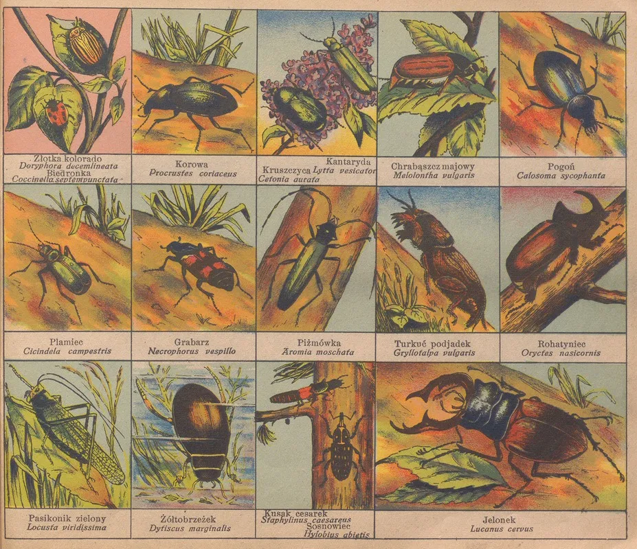 Atlasik Zoologiczny Z Tekstem Polsko Lacinskim Do Uzytku Szkolnego Pl 13 Wall Art by Henryk Franck &amp; Sons - High-Resolution Digital Print
