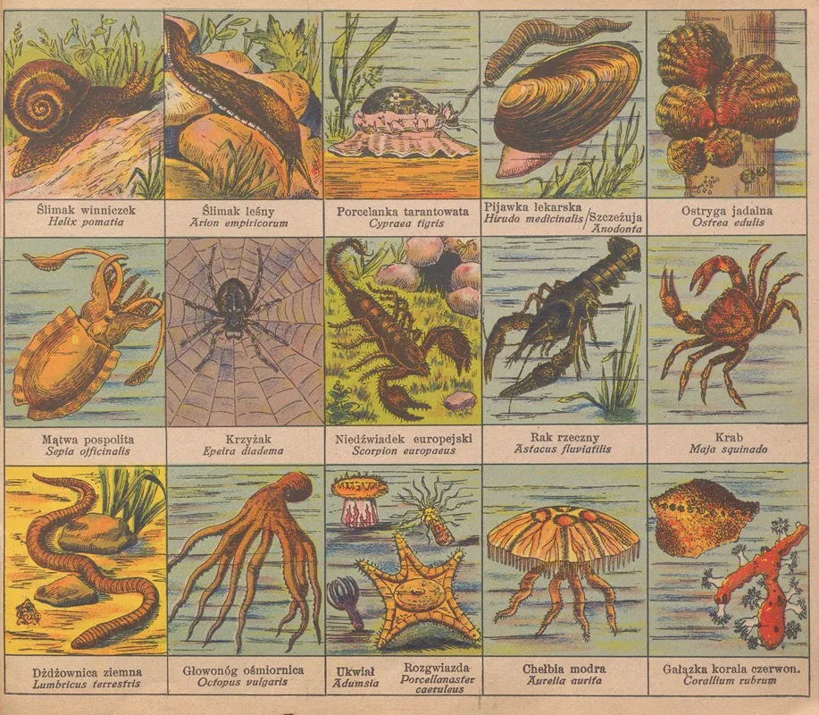 Atlasik Zoologiczny Z Tekstem Polsko Lacinskim Do Uzytku Szkolnego Pl 14 Wall Art by Henryk Franck & Sons - High-Resolution Digital Print