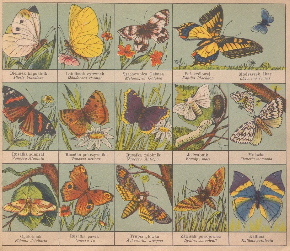 Atlasik Zoologiczny Z Tekstem Polsko Lacinskim Do Uzytku Szkolnego Pl 15 Wall Art by Henryk Franck &amp; Sons - High-Resolution Digital Print
