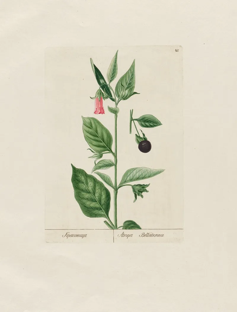 Atropa Belladonna Wall Art by Petr Martynovich Gofman - High-Resolution Digital Print