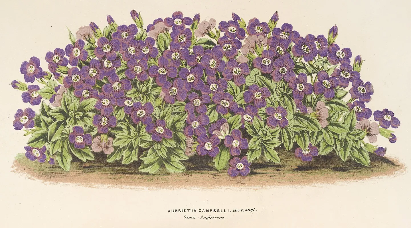 Aubrietia Campbelli Var Wall Art by Charles Antoine Lemaire - High-Resolution Digital Print