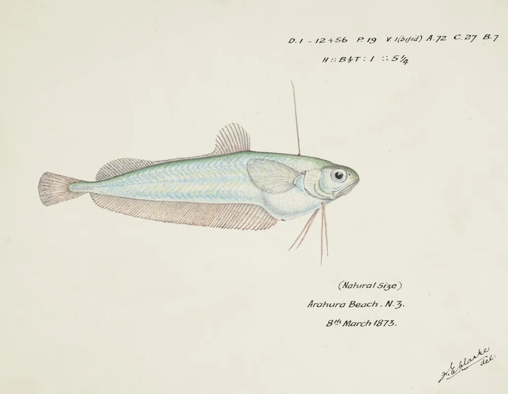 Auchenoceros Punctatus Nz Ahuru