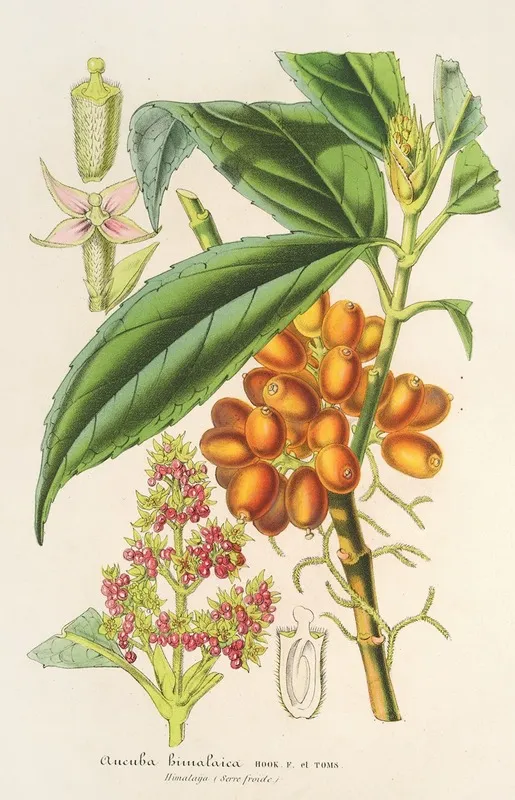Aucuba Bimalaica Wall Art by Charles Antoine Lemaire - High-Resolution Digital Print