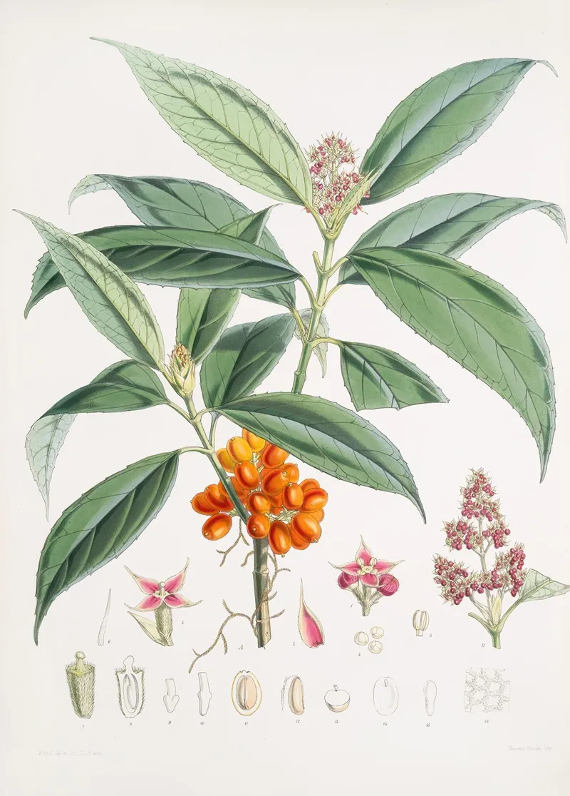 Aucuba Himalaica H F Et T 2 Wall Art by Walter Hood Fitch - High-Resolution Digital Print