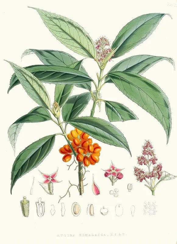 Aucuba Himalaica H F Et T Wall Art by Walter Hood Fitch - High-Resolution Digital Print