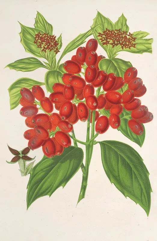 Aucuba Japonica Thunb En Fruits Wall Art by Charles Antoine Lemaire - High-Resolution Digital Print