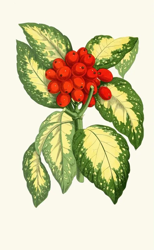 Aucuba Japonica Wall Art by Edward Joseph Lowe - High-Resolution Digital Print