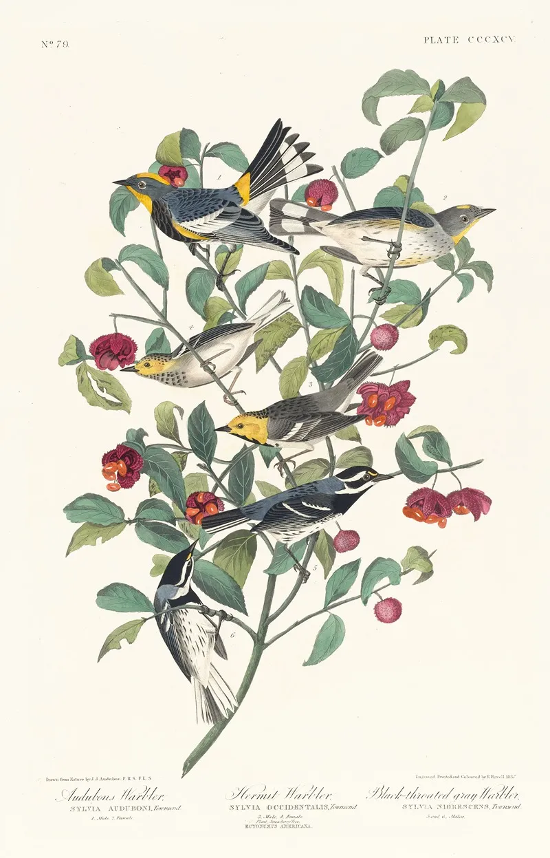 Audubons Warbler Hermit Warbler Black Throated Gray Warbler Wall Art by John James Audubon - High-Resolution Digital Print
