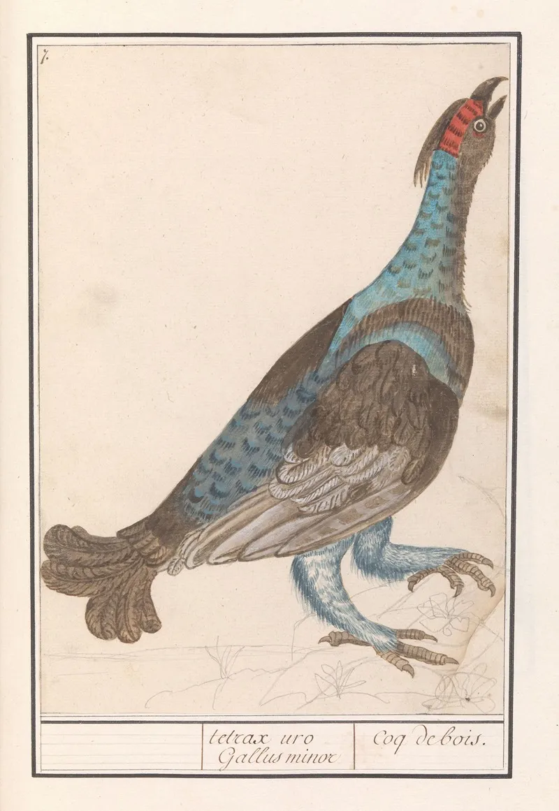 Auerhoen Tetrao Urogallus Wall Art by Anselmus Boëtius de Boodt - High-Resolution Digital Print