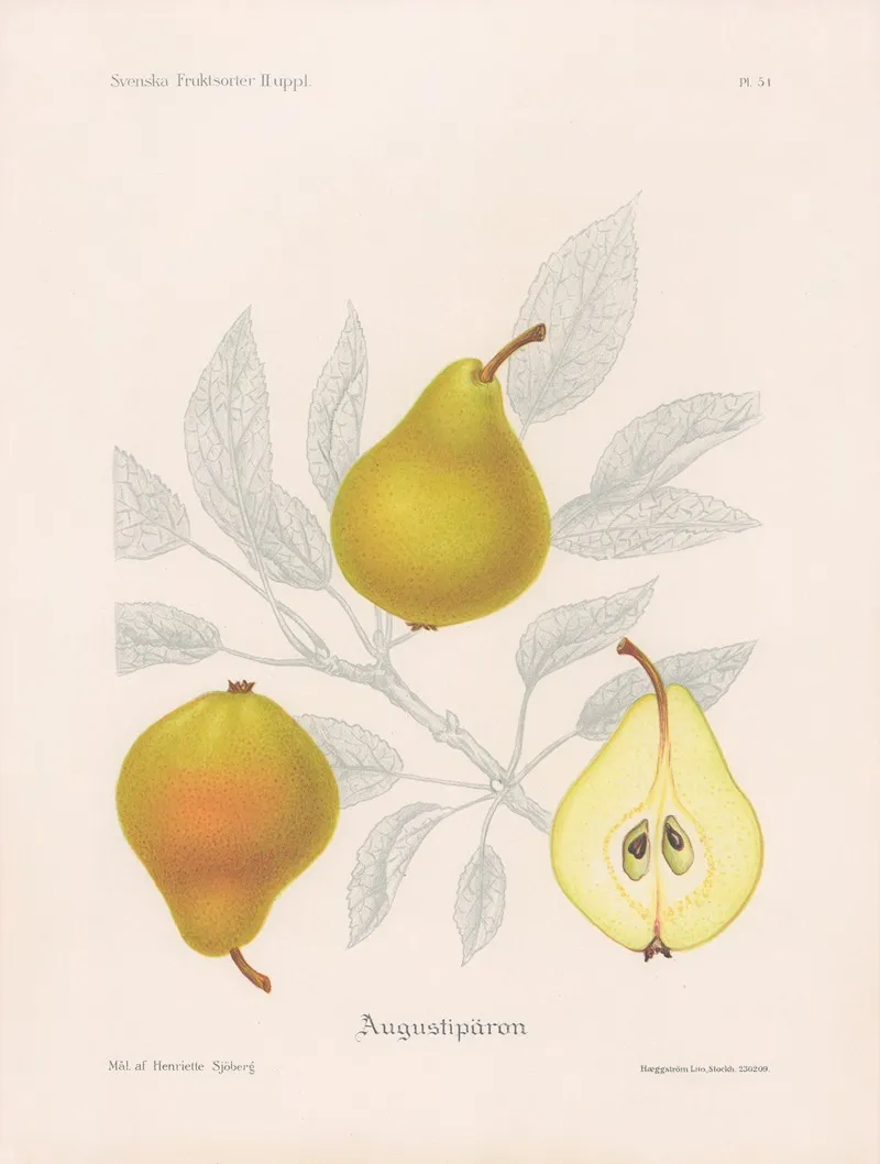 Augustiparon Wall Art by Henriette Sjöberg - High-Resolution Digital Print