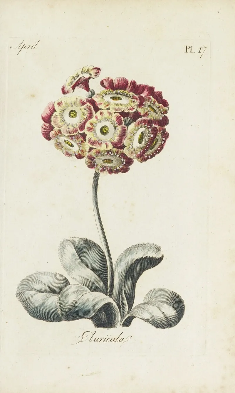Auricula Wall Art by Carington Bowles - High-Resolution Digital Print