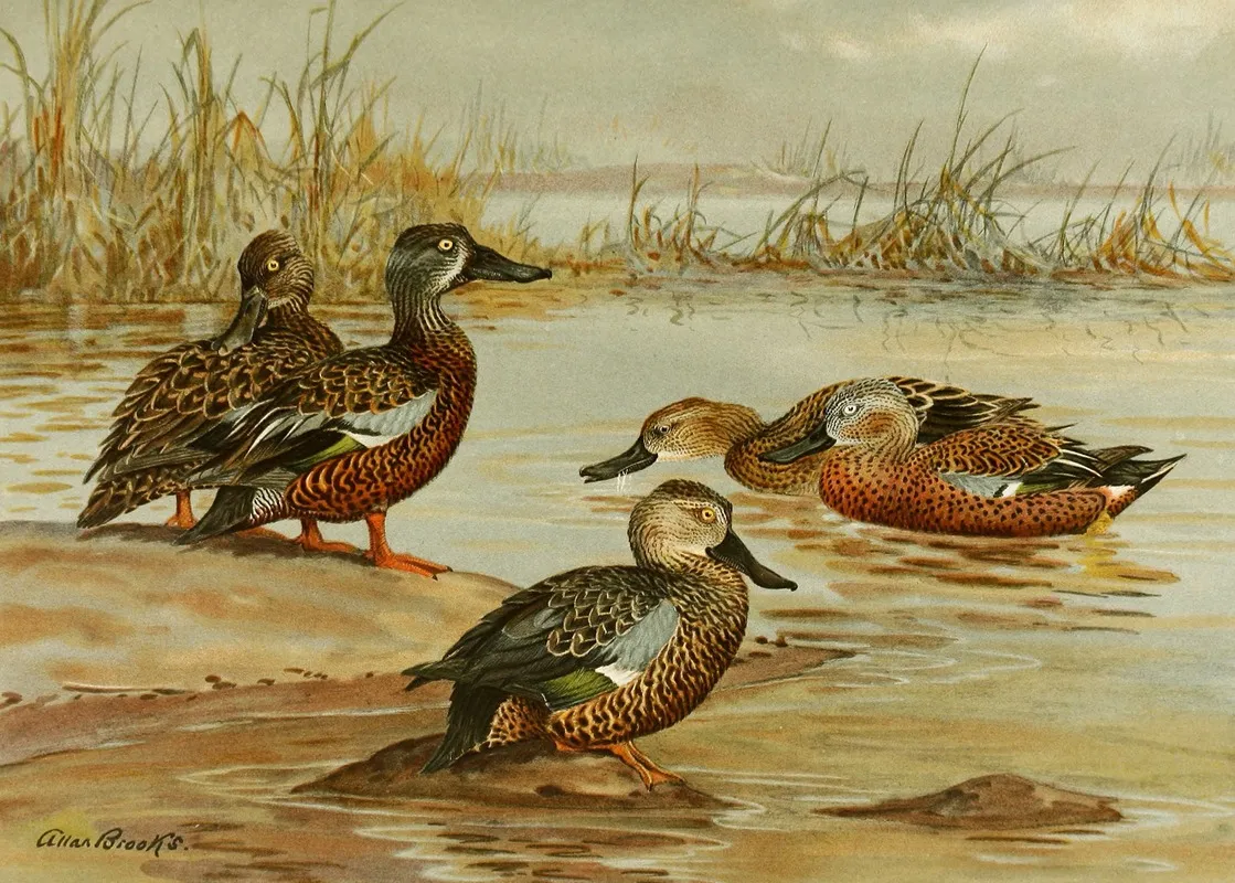 Australian Shoveller South African Shoveller Red Shoveller Wall Art by Allan Brooks - High-Resolution Digital Print