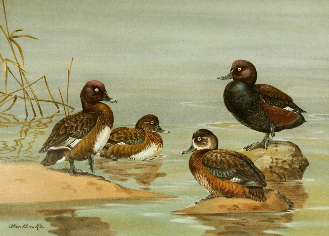 Australian White Eyed Duck Southern Pochard Wall Art by Allan Brooks - High-Resolution Digital Print