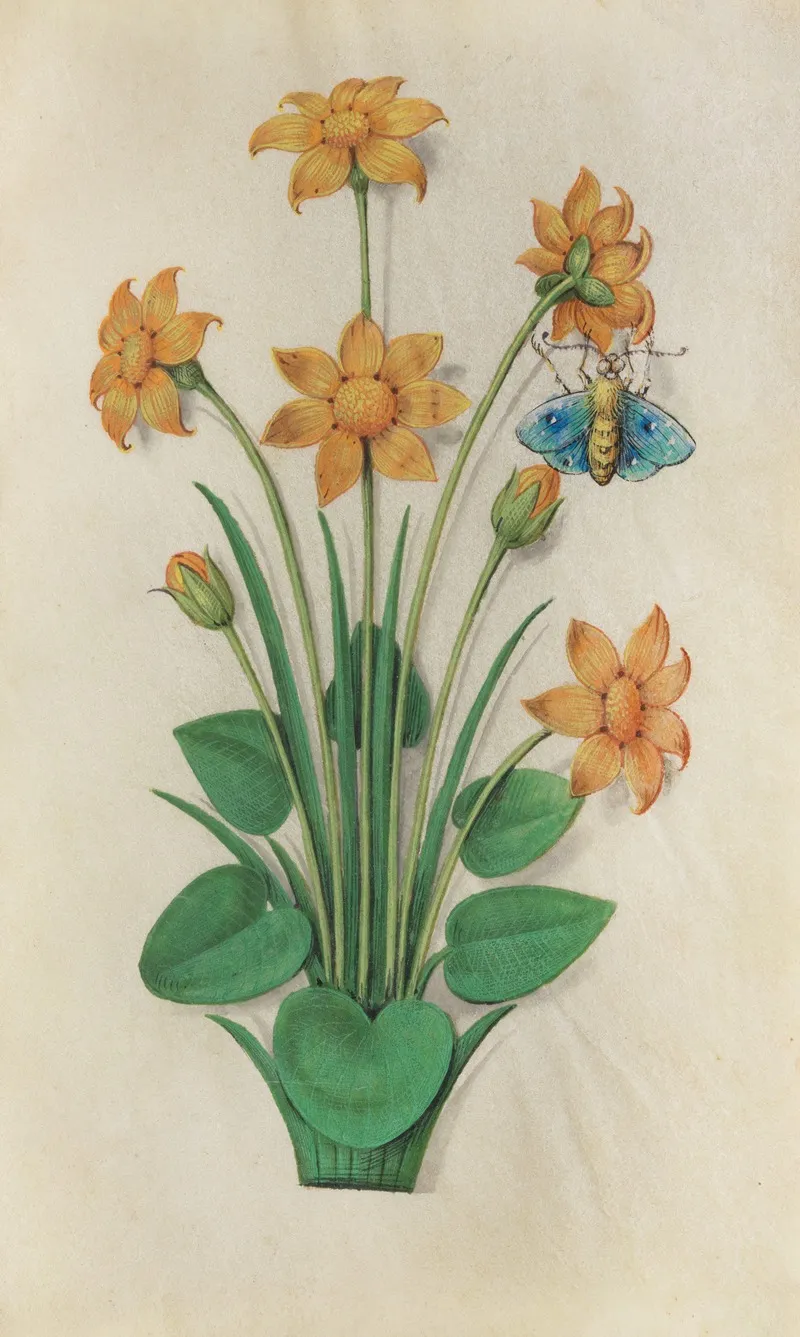 Autumn Buttercup Ranunculus Bullatus With A Holly Blue Butterfly Wall Art by Master of Claude de France - High-Resolution Digital Print