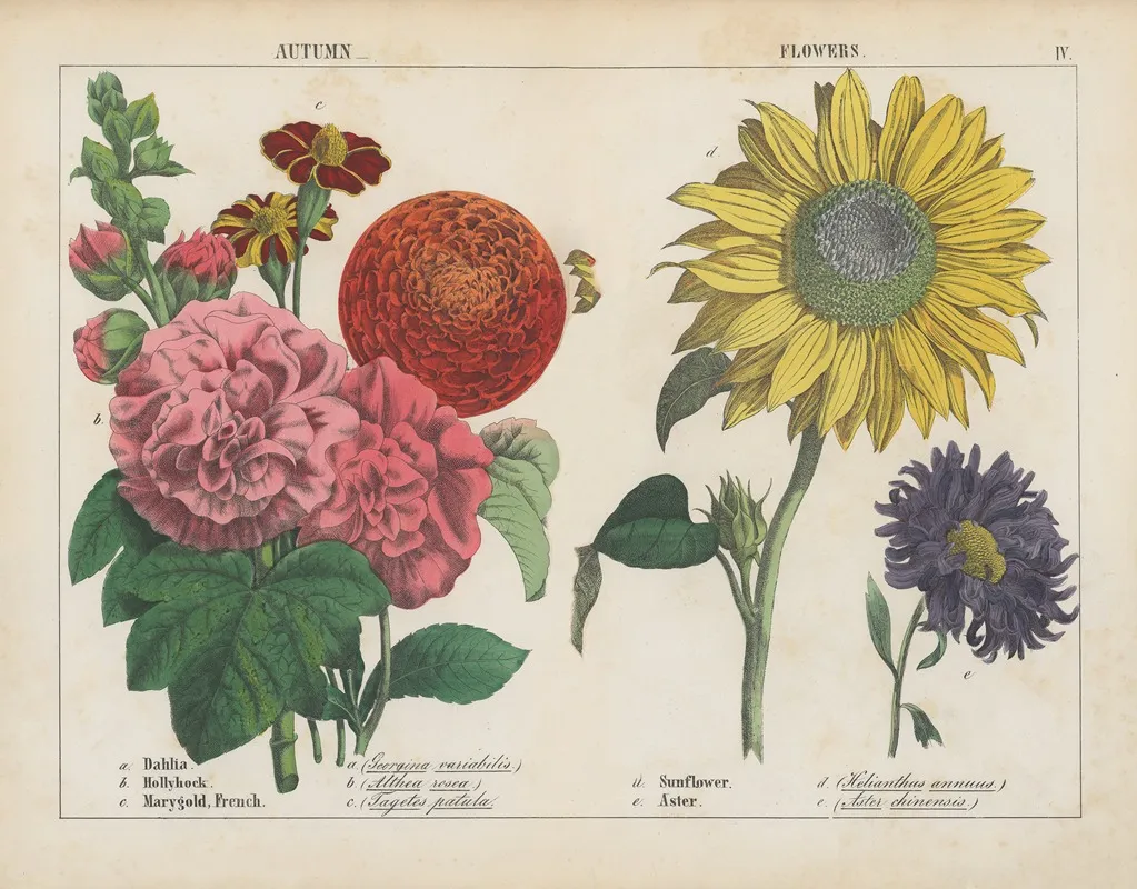 Autumn Flowers 2 Wall Art by Charlotte Mary Yonge - High-Resolution Digital Print