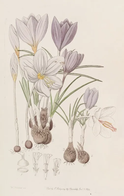 Autumnal Crocuses 2 Wall Art by Sydenham Edwards - High-Resolution Digital Print