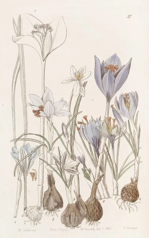 Autumnal Crocuses Wall Art by Sydenham Edwards - High-Resolution Digital Print