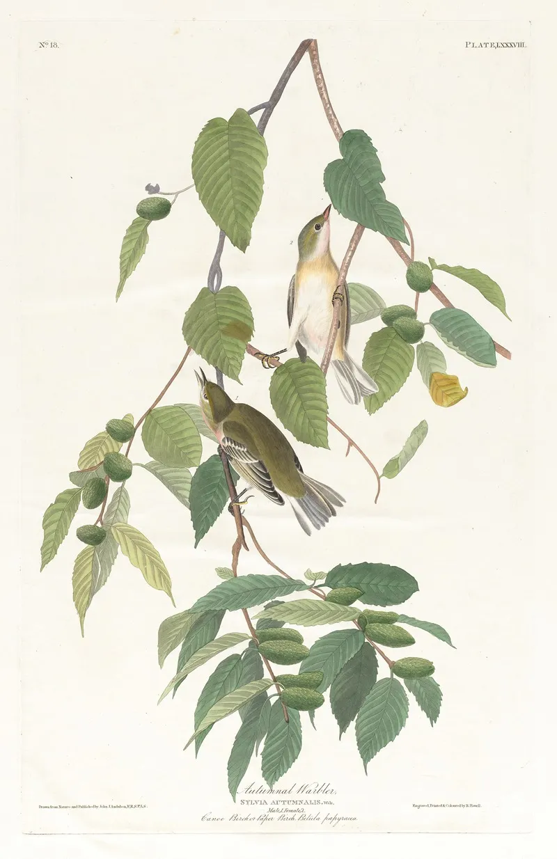 Autumnal Warbler Wall Art by John James Audubon - High-Resolution Digital Print