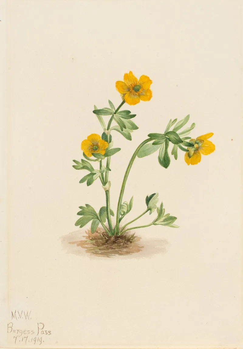 Avalanche Buttercup Ranunculus Suksdorfii 2