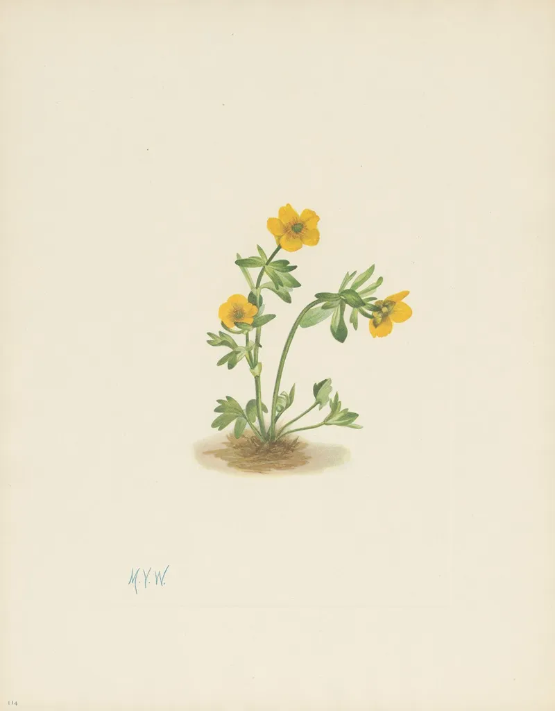 Avalanche Buttercup Ranunculus Suksdorfii 3
