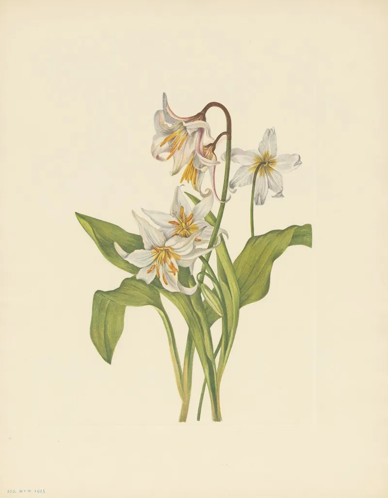Avalanche Lily Erythronium Montanum 3