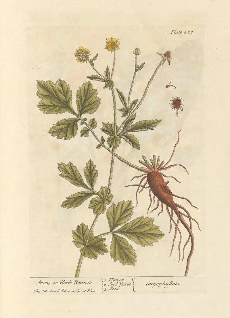 Avens Or Herb Bennet Wall Art by Elizabeth Blackwell - High-Resolution Digital Print