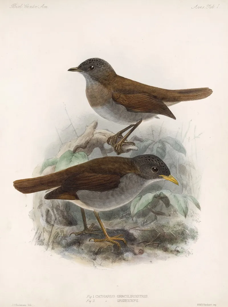 Aves Pl 01 Wall Art by Frederick DuCane Godman - High-Resolution Digital Print