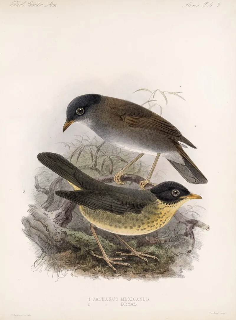 Aves Pl 02 Wall Art by Frederick DuCane Godman - High-Resolution Digital Print