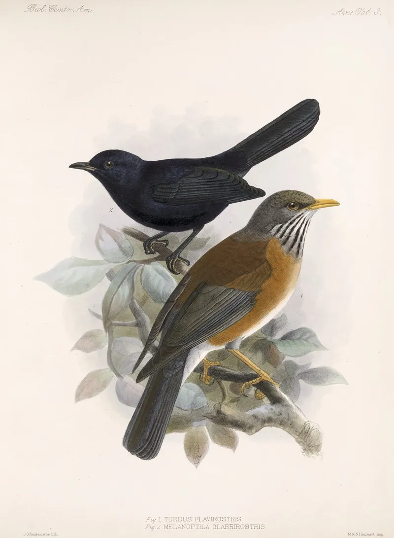 Aves Pl 03 Wall Art by Frederick DuCane Godman - High-Resolution Digital Print
