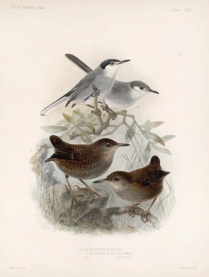 Aves Pl 05 Wall Art by Frederick DuCane Godman - High-Resolution Digital Print