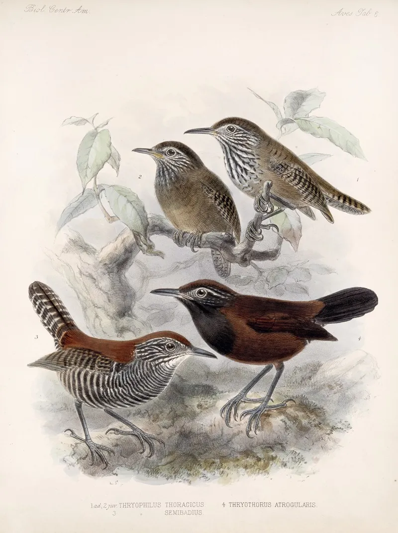 Aves Pl 06 Wall Art by Frederick DuCane Godman - High-Resolution Digital Print