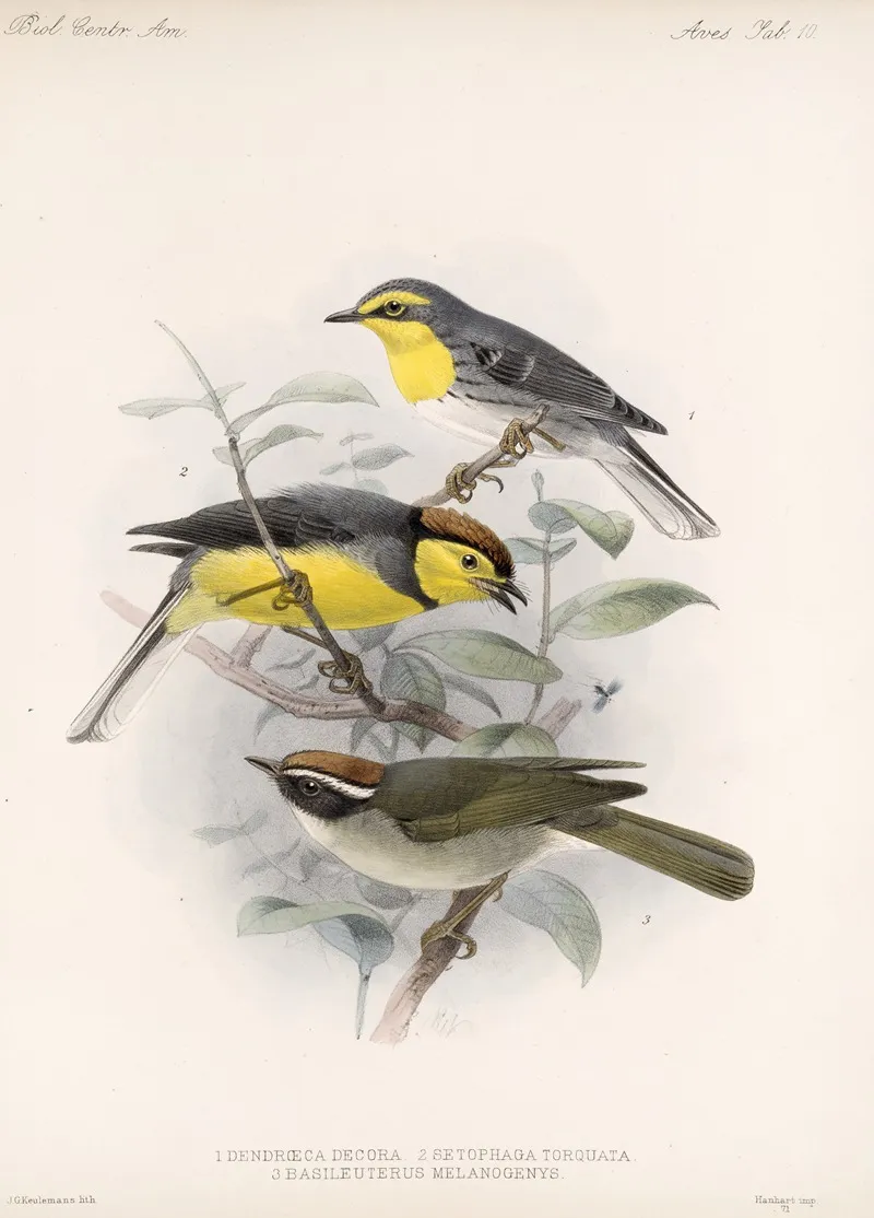 Aves Pl 10 Wall Art by Frederick DuCane Godman - High-Resolution Digital Print