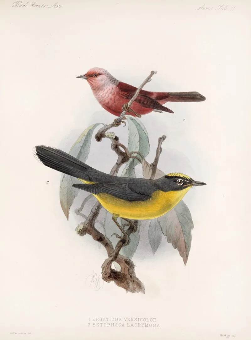 Aves Pl 11 Wall Art by Frederick DuCane Godman - High-Resolution Digital Print