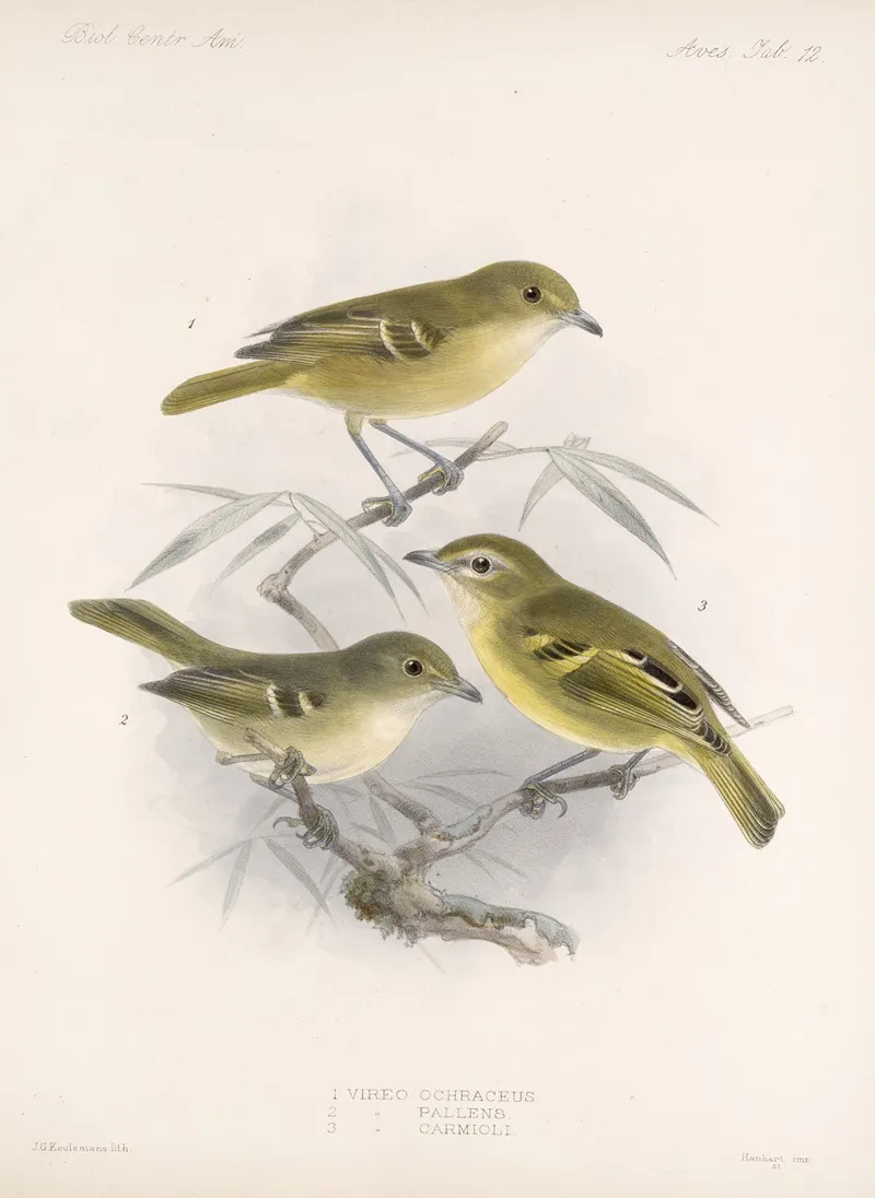 Aves Pl 12 Wall Art by Frederick DuCane Godman - High-Resolution Digital Print
