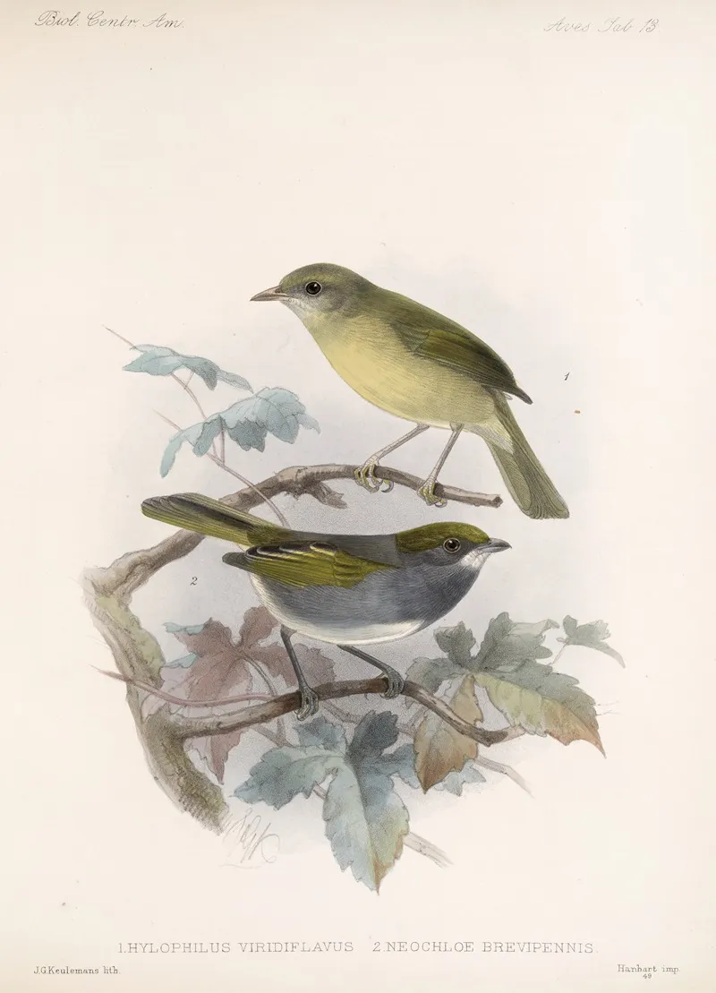 Aves Pl 13 Wall Art by Frederick DuCane Godman - High-Resolution Digital Print