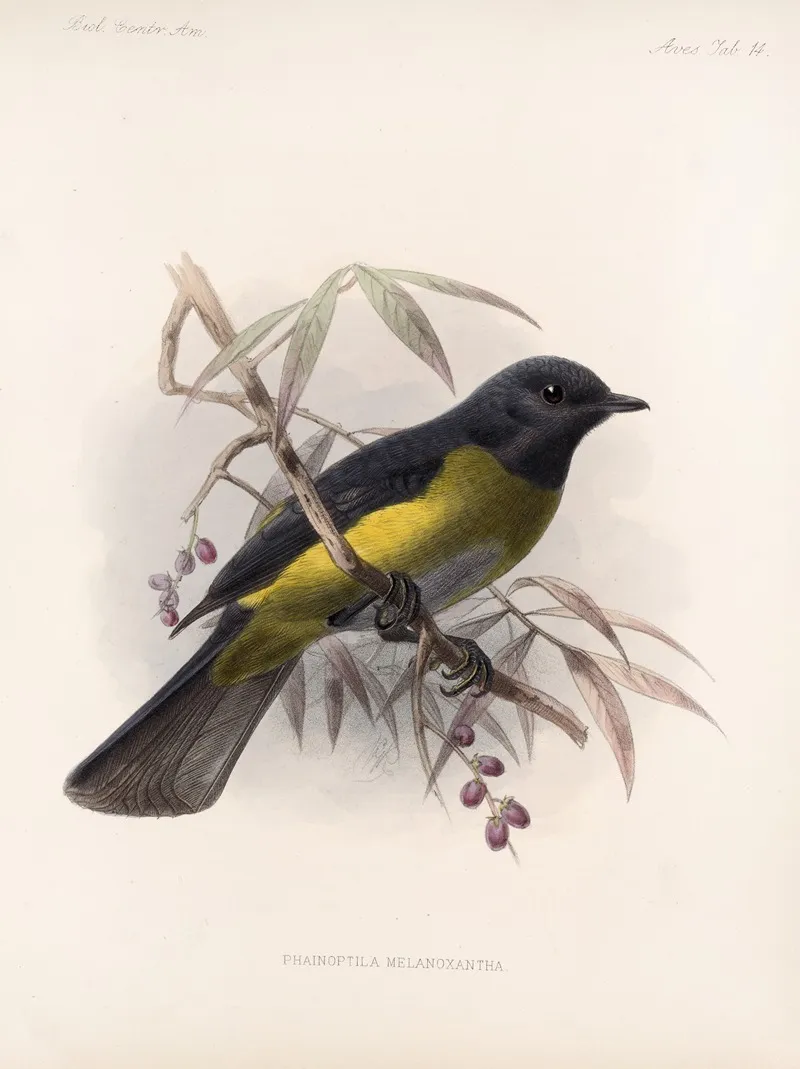 Aves Pl 14 Wall Art by Frederick DuCane Godman - High-Resolution Digital Print