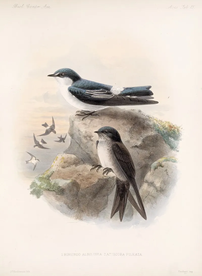Aves Pl 15 Wall Art by Frederick DuCane Godman - High-Resolution Digital Print
