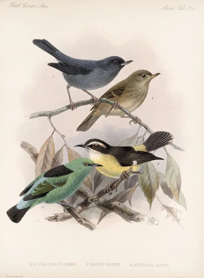 Aves Pl 16 Wall Art by Frederick DuCane Godman - High-Resolution Digital Print
