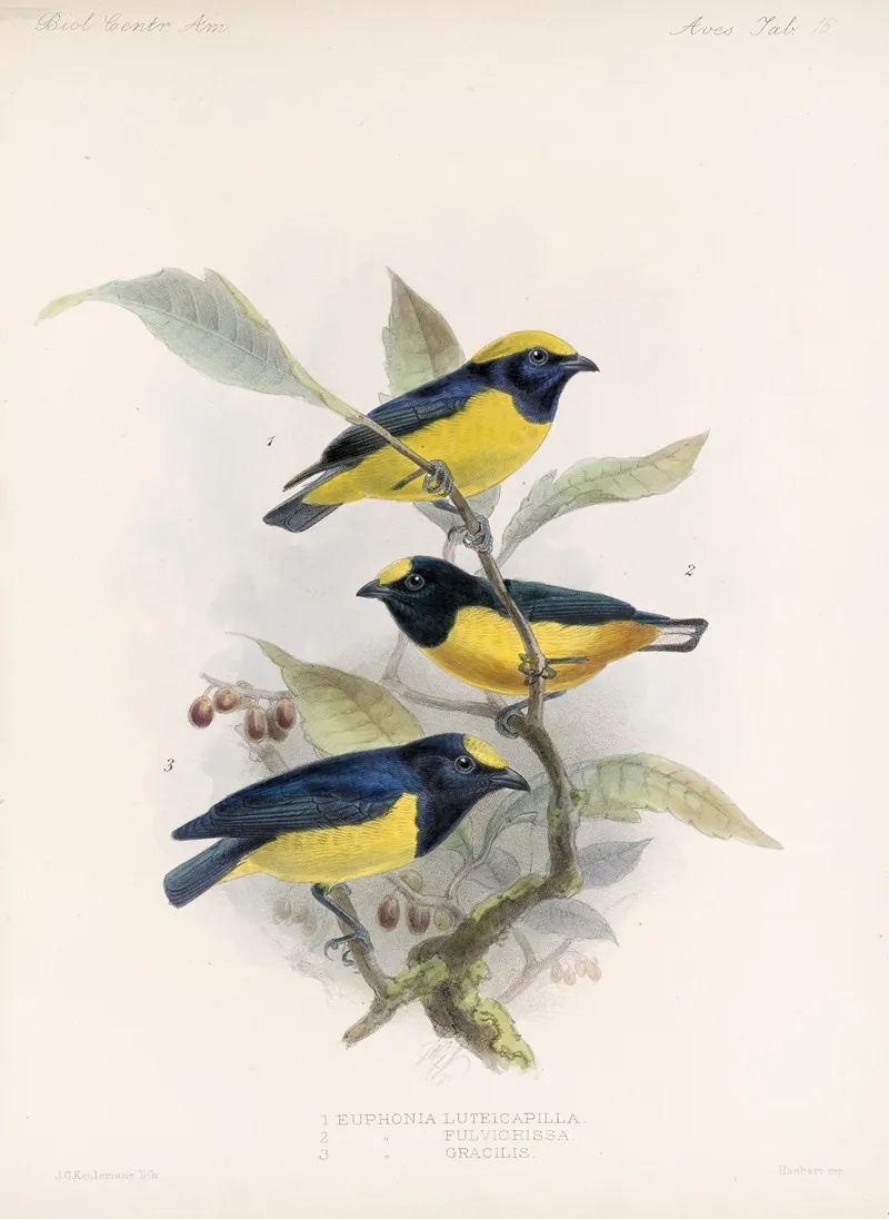 Aves Pl 17 Wall Art by Frederick DuCane Godman - High-Resolution Digital Print