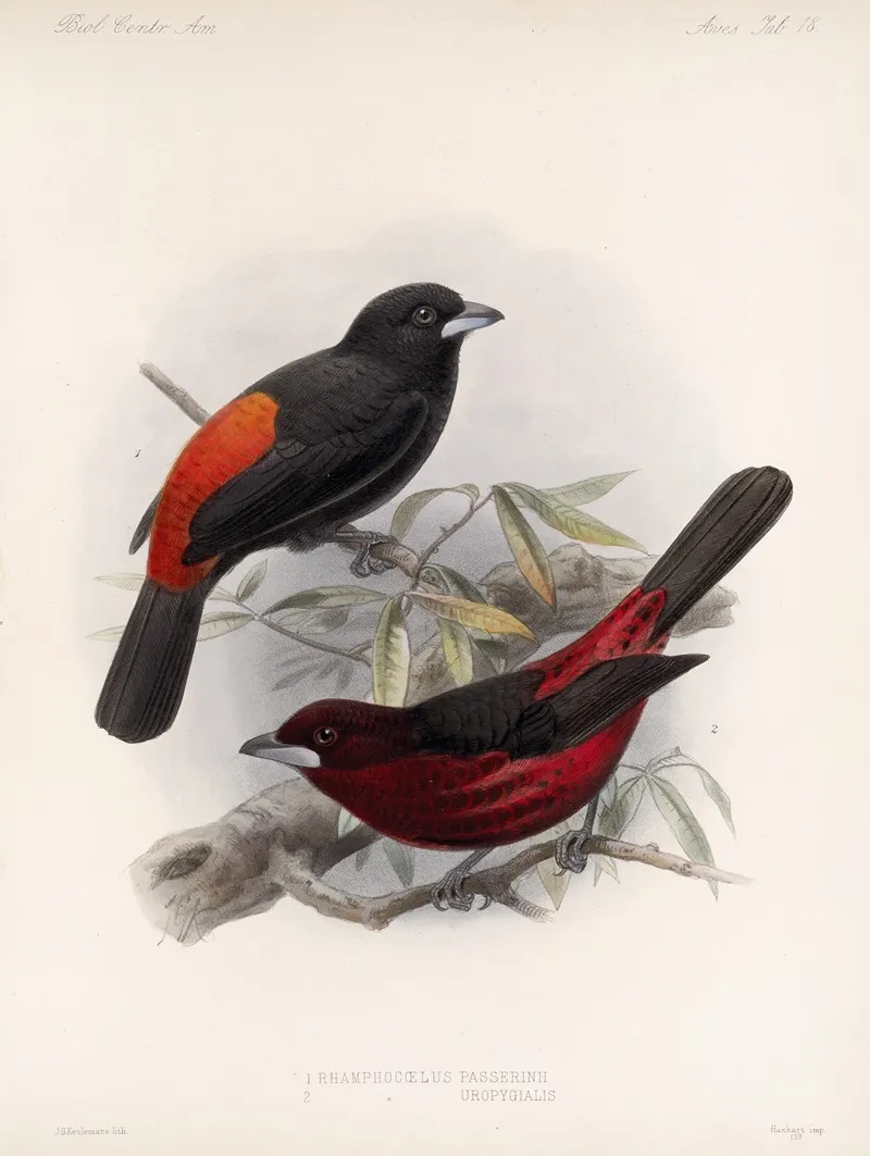 Aves Pl 19 Wall Art by Frederick DuCane Godman - High-Resolution Digital Print